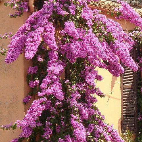 ou planter son bougainvillier